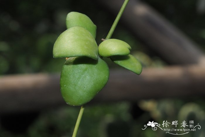 黄郁金香花语暗示什么