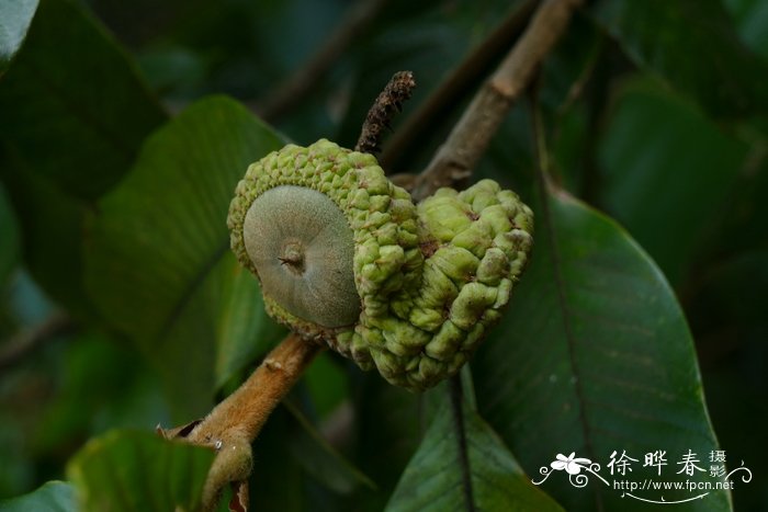 平安树怎么养才茂盛