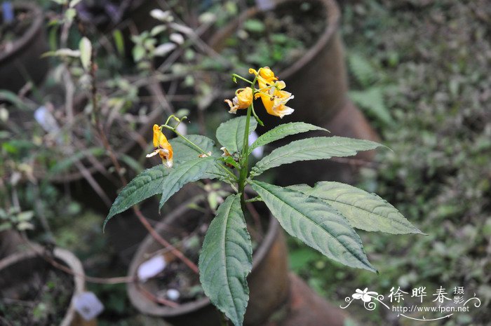 玉兰花树图片