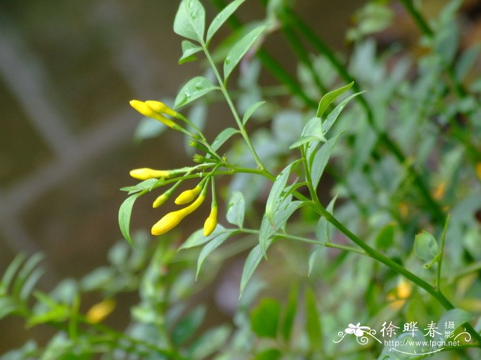 雷达手表价格