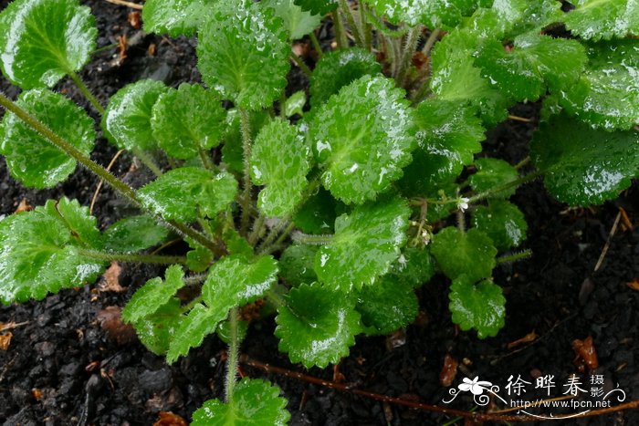 芽苗菜种植方法