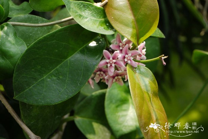 菏泽牡丹什么时候开花