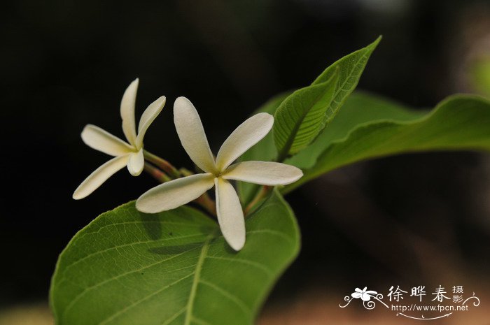 野蔷薇花