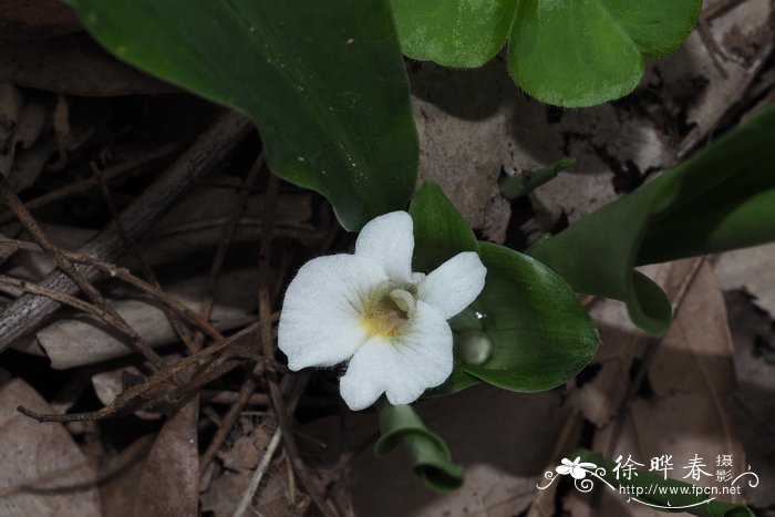 迎春花介绍