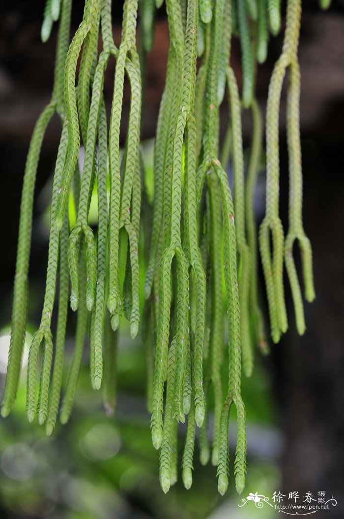 花叶垂榕