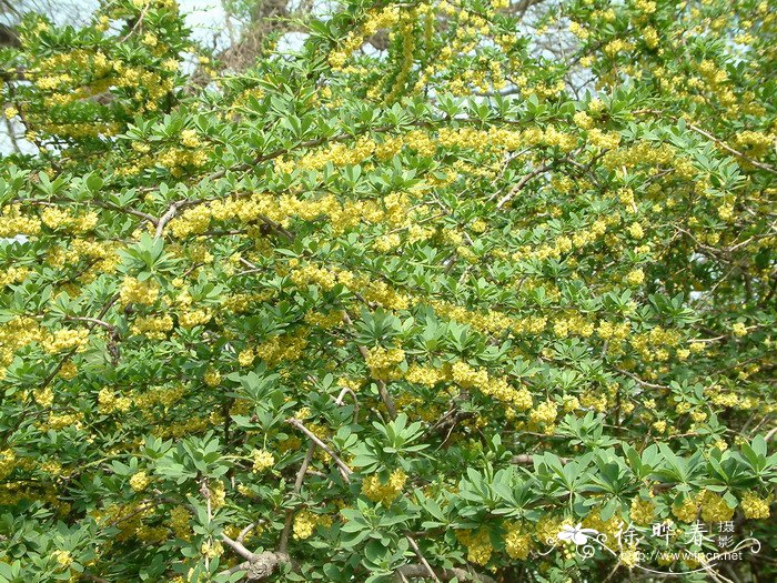 抹香花图片