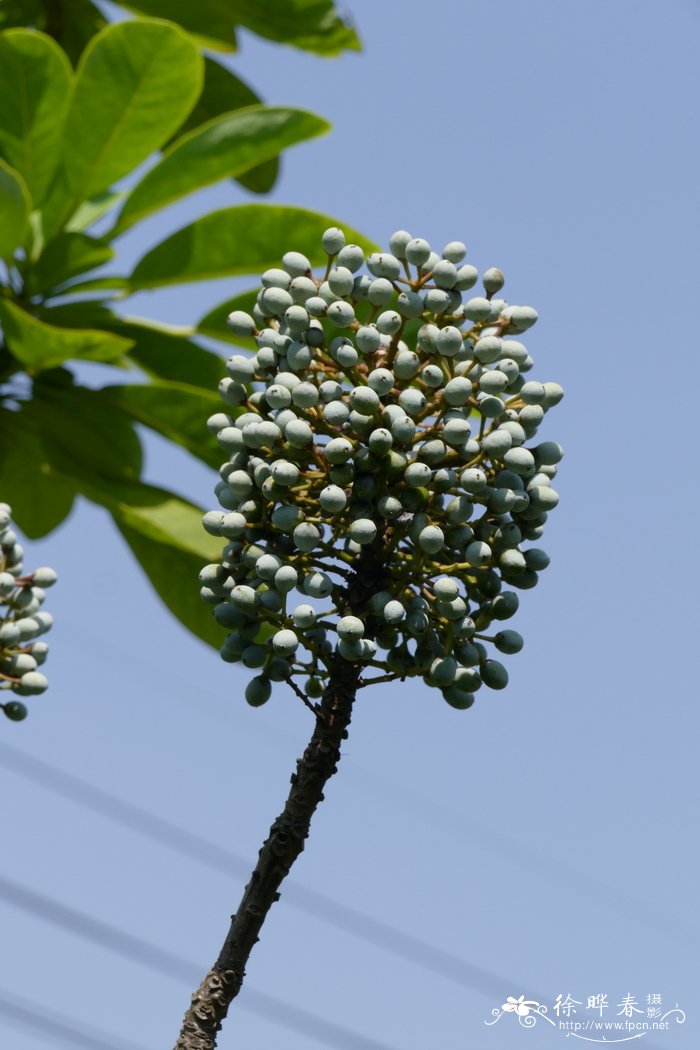 什么花在夏天开