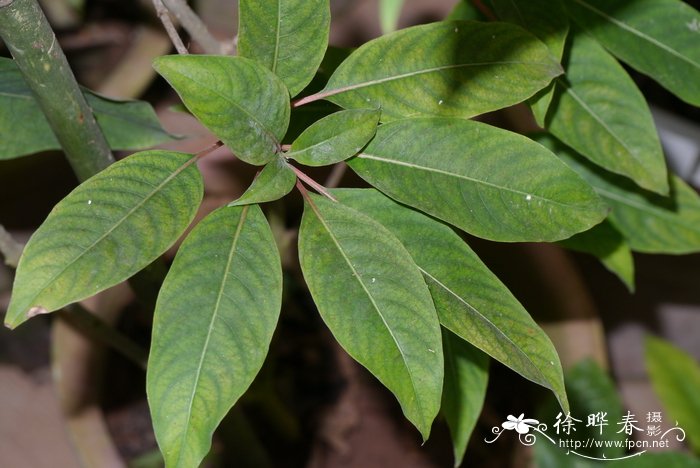 蓝莓种植方法盆栽