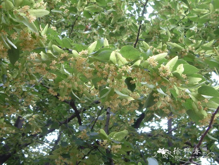 千里光植物图片