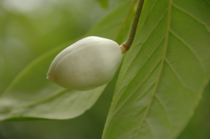 铁树开花是什么生肖