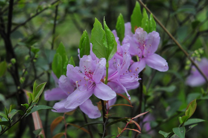 粉红玫瑰的花语代表什么