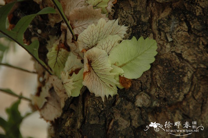 龙船花图片