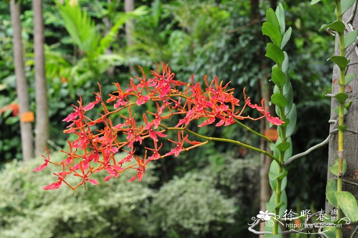 忘忧草是黄花菜吗