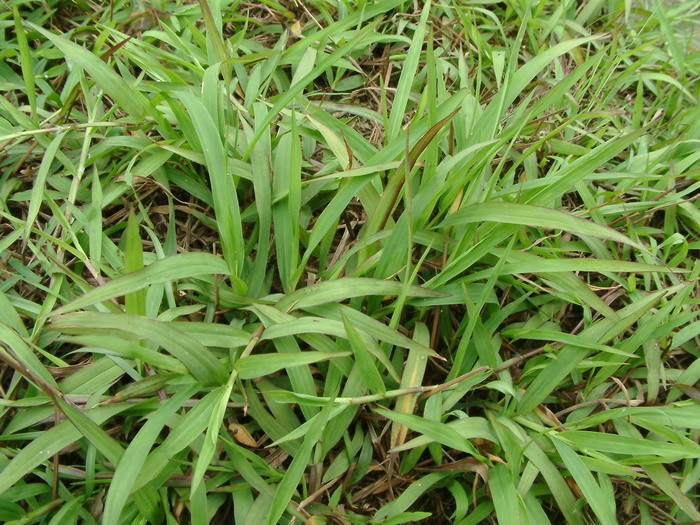 鱼腥草种植方法和技术