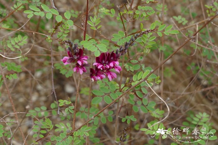 李子树怎么剪枝