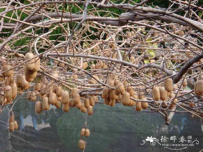 龙骨开花吗