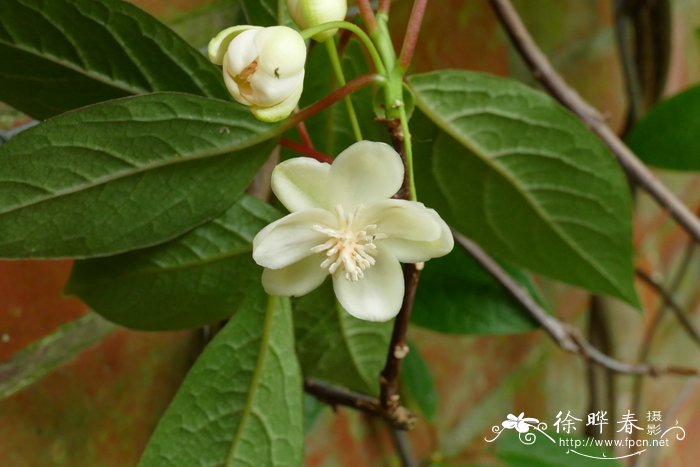 各种花开放的时间