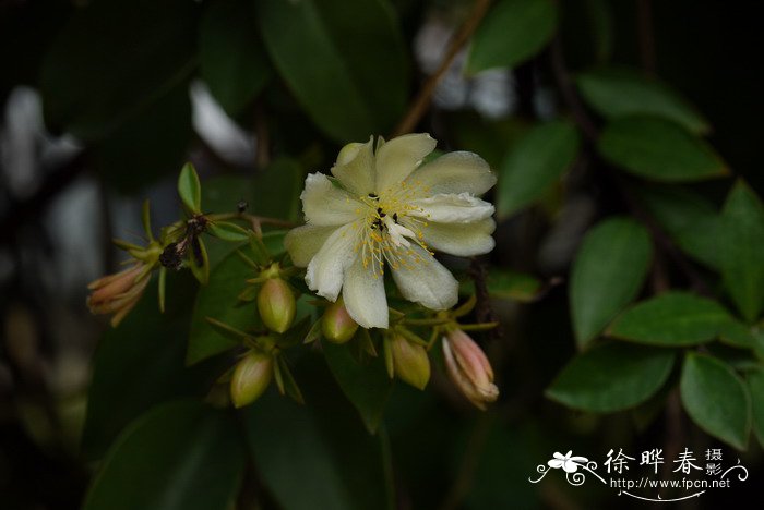 配送鲜花网