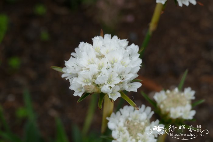 黄芪图片