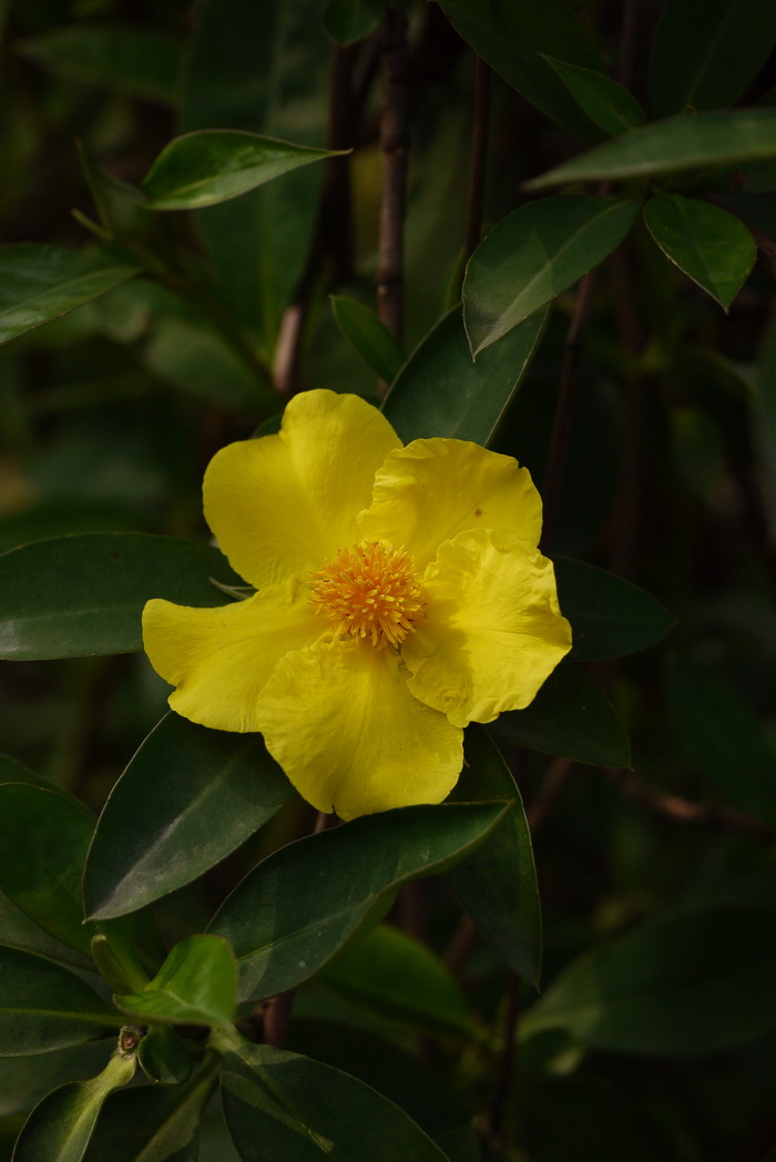 玫瑰花资料