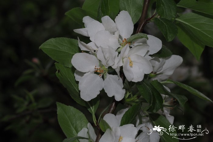 苹果水果漂亮图片