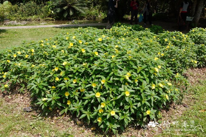 仙人掌科植物大全