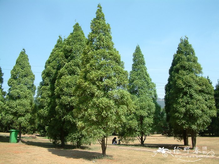 漂亮的鲜花图片大全集