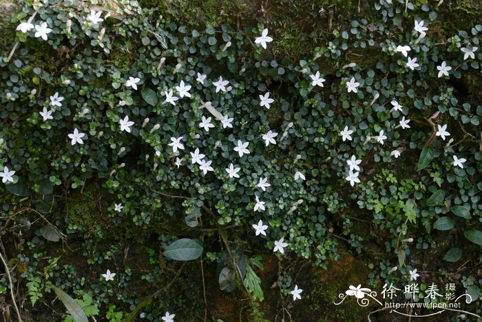 番茄种植时间和方法