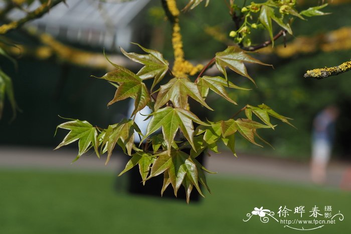 蓝苹果