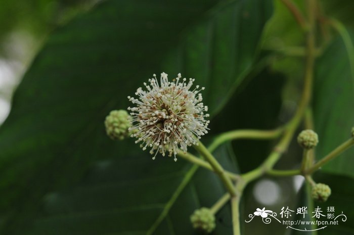 菏泽牡丹几月份开花