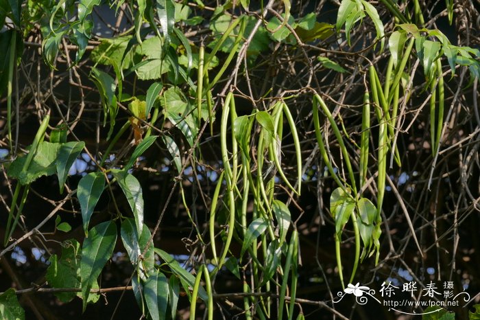 玫瑰花的花期