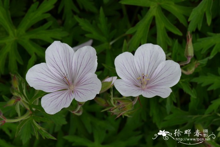 无花果的花在哪个部位