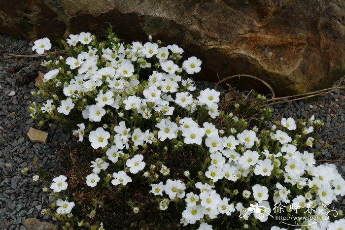 7月开什么花