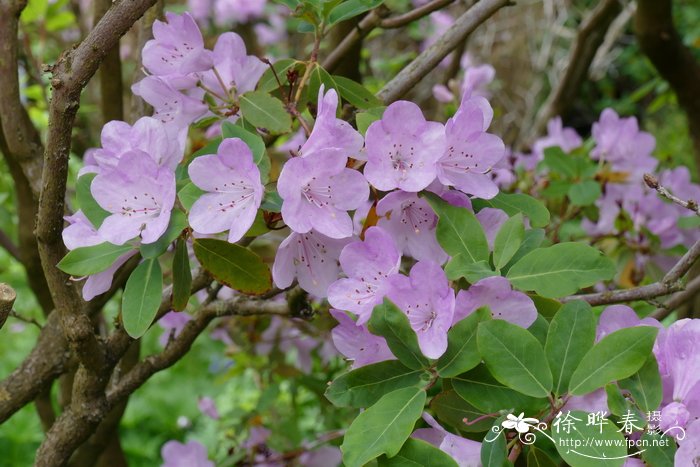 非洲菊花语