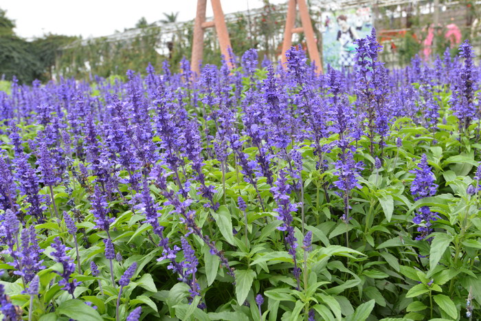 山茶花的养殖方法