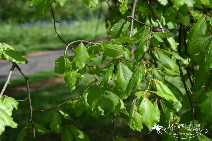 马缨花的图片