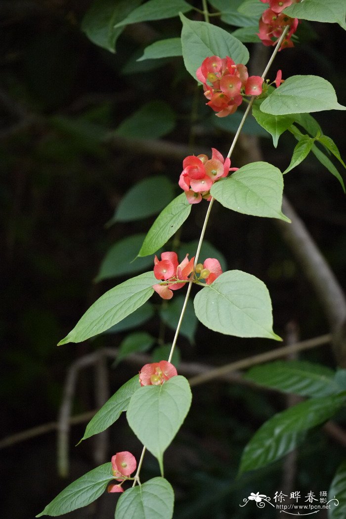 黄风铃花的花语