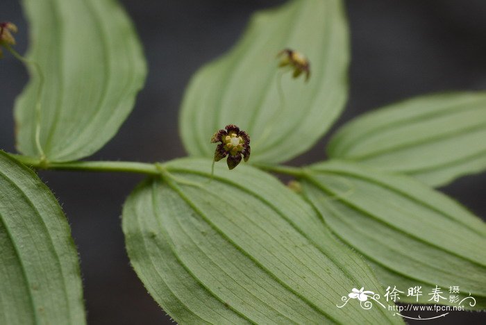 漂亮图片 风景图片 鲜花