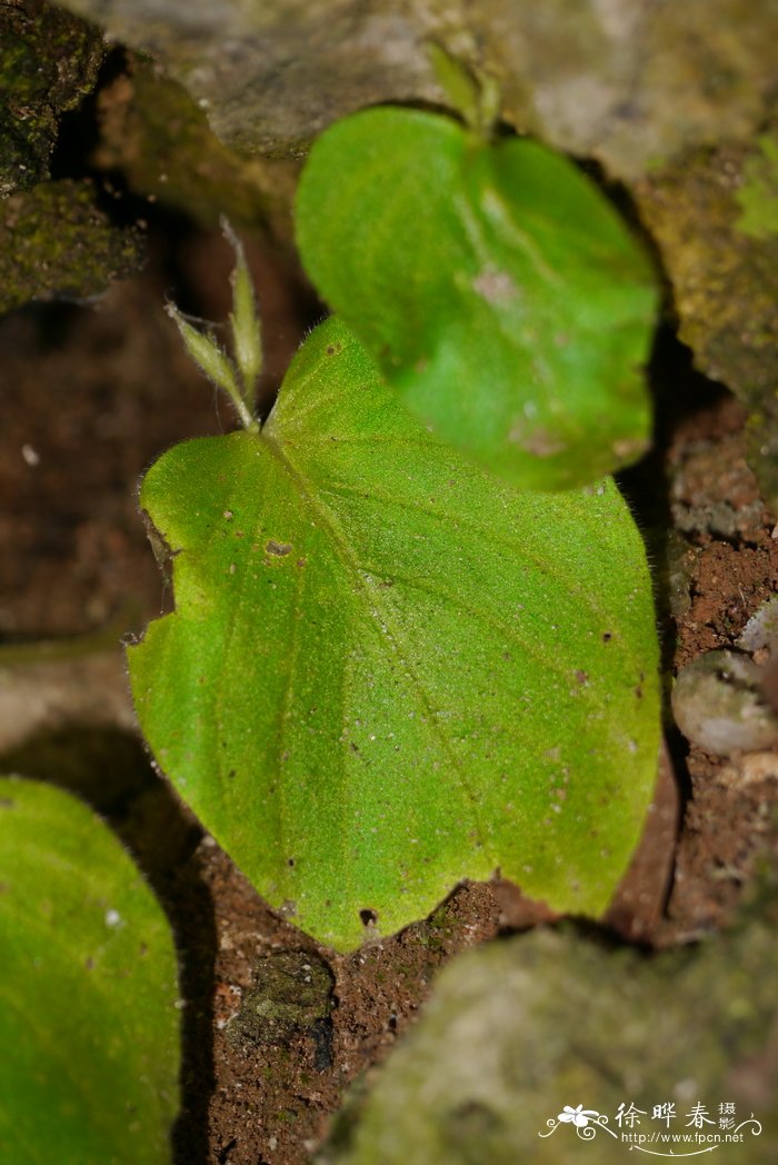 栀子花价格