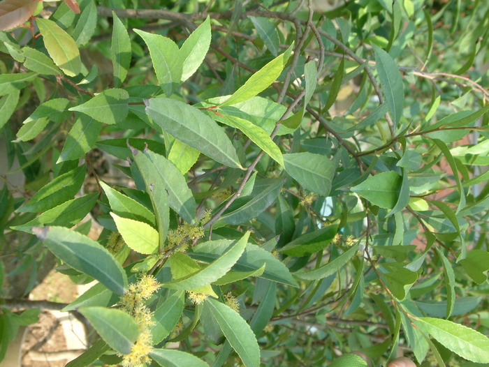 月季花的特点