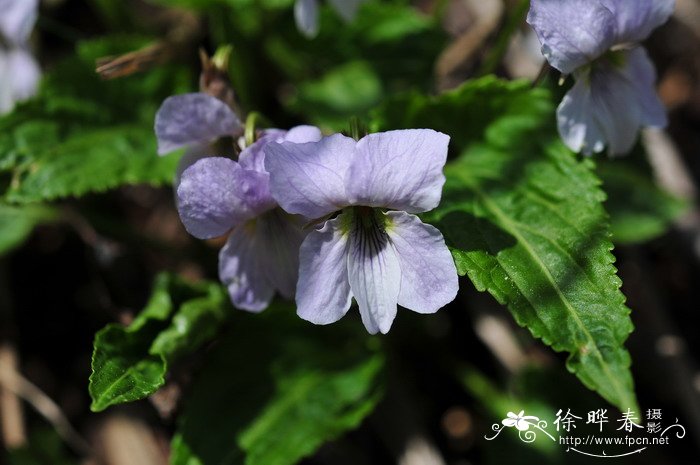 鱼香草