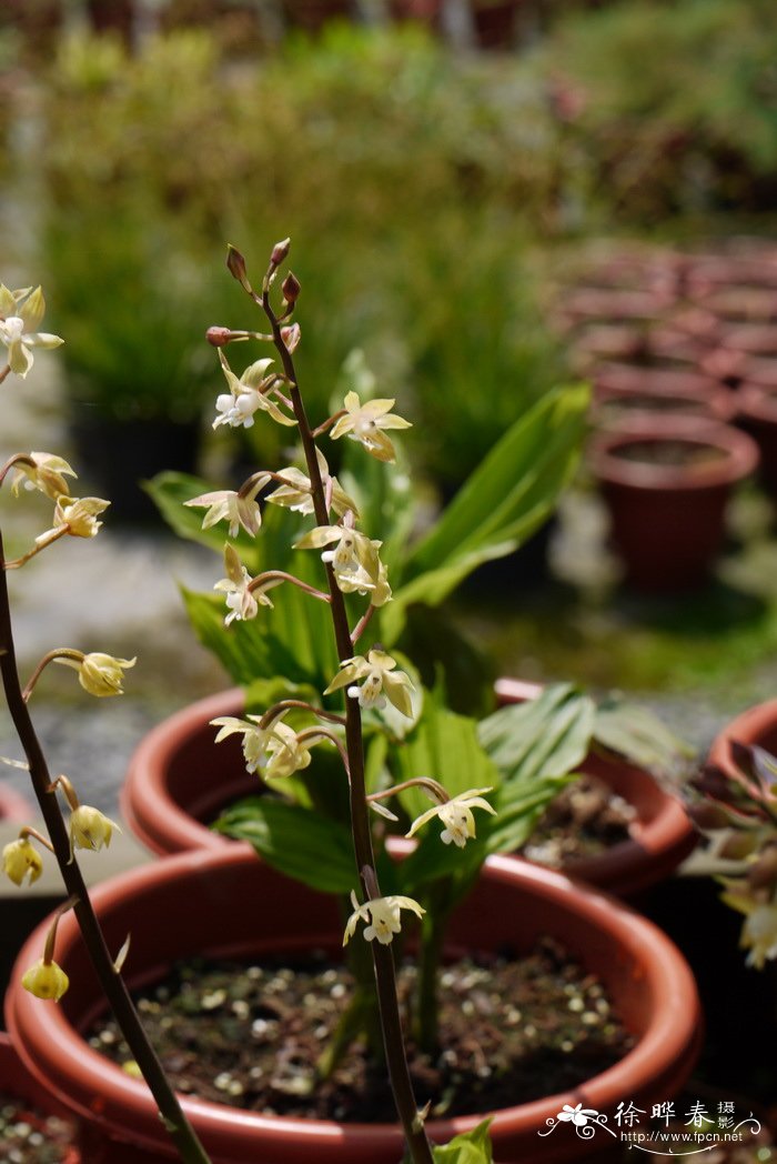 西兰花种植技术