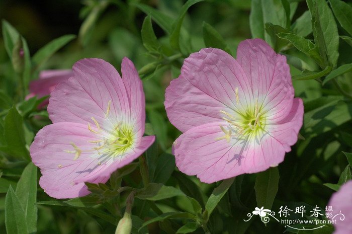 香槟玫瑰花语