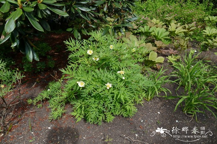 植物的遗传密码