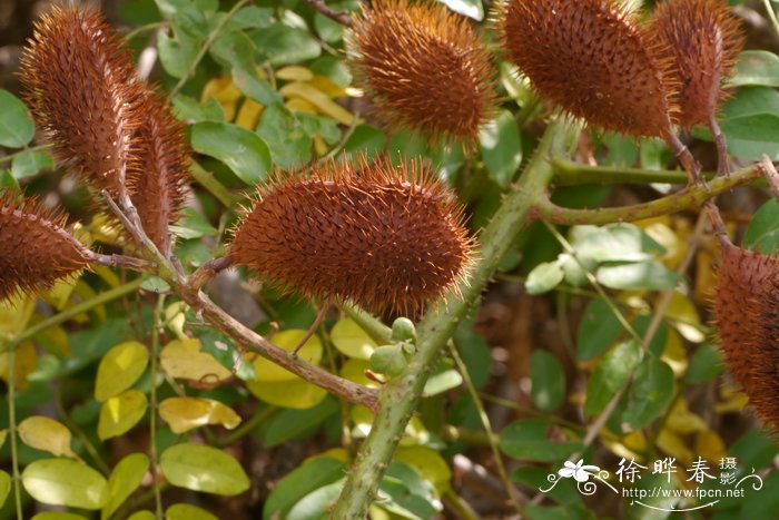 百合花怎么种植方法