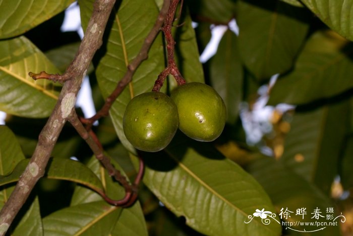 千里光植物图片