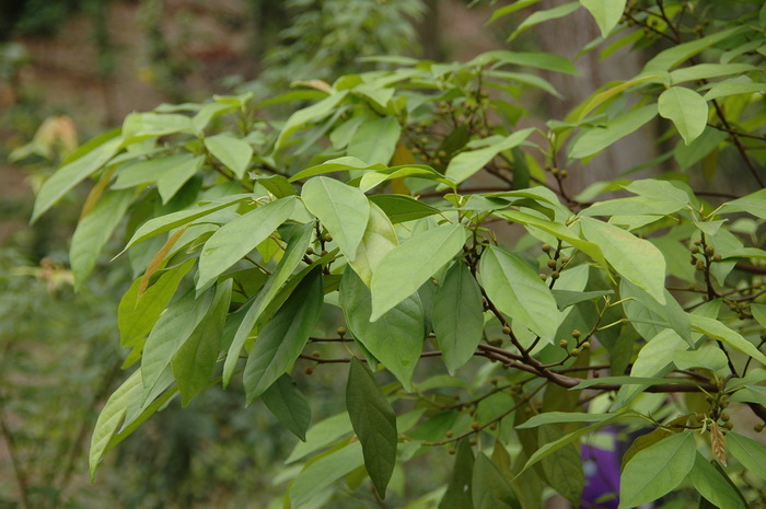 茉莉根