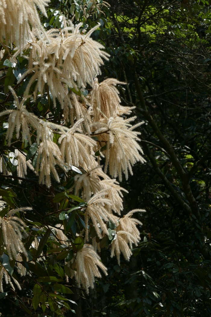 土壤板结