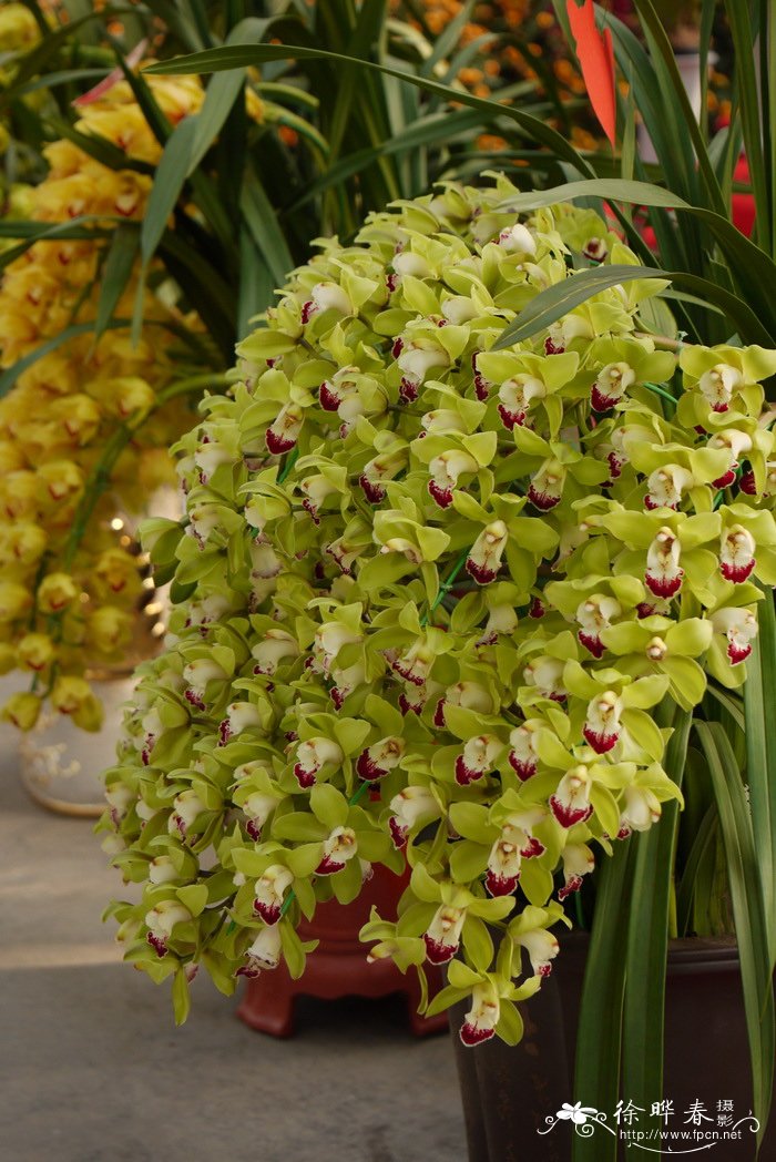 金桂花树种植技术