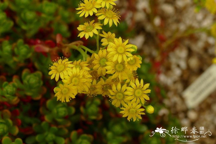 芙蓉树花图片